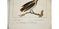 Gravure d’oiseaux ancienne colorée à la main Tav. 68